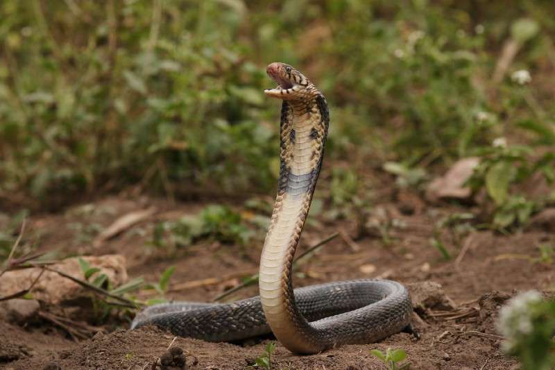 Cobra Effect Snake