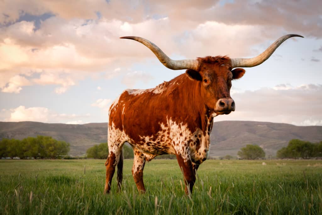 A majestic Texas Longhorn with large, curved horns stands on lush green grass against a backdrop of rolling hills and a cloudy sky at sunset.